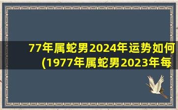 77年属蛇男2024年运势如何