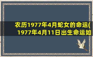 农历1977年4月蛇女的命运(1977年4月11日出生命运如何)