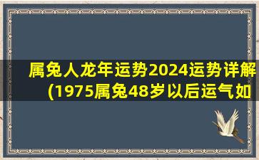 属兔人龙年运势2024运势