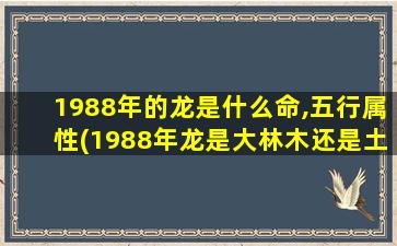 1988年的龙是什么命,五行属性(1988年龙是大林木还是土龙)