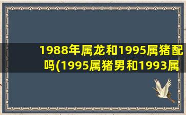 1988年属龙和1995属猪配吗