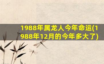 1988年属龙人今年命运(