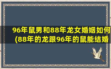 96年鼠男和88年龙女婚姻