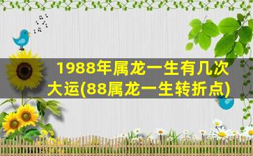 1988年属龙一生有几次大