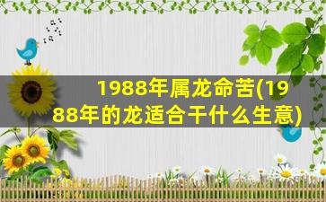 1988年属龙命苦(1988年的龙适合干什么生意)