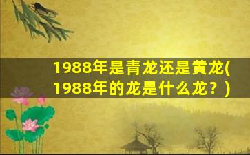 1988年是青龙还是黄龙(