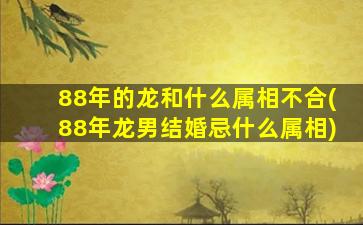 <strong>88年的龙和什么属相不合</strong>