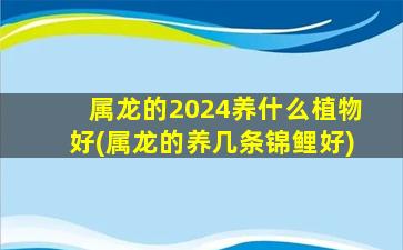 属龙的2024养什么植物好(属龙的养几条锦鲤好)