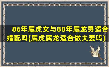 86年属虎女与88年属龙男适合婚配吗(属虎属龙适合做夫妻吗)