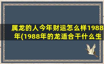 属龙的人今年财运怎么样1988年(1988年的龙适合干什么生意)