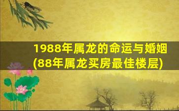 1988年属龙的命运与婚姻