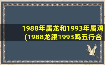 1988年属龙和1993年属鸡(1988龙跟1993鸡五行合不合)